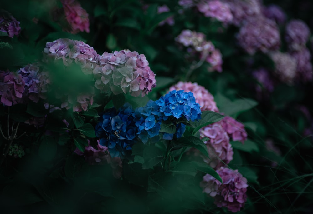 a close up of purple flowers