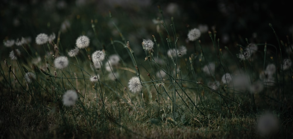 a field of dandelions