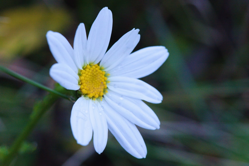 a white flower with yellow center