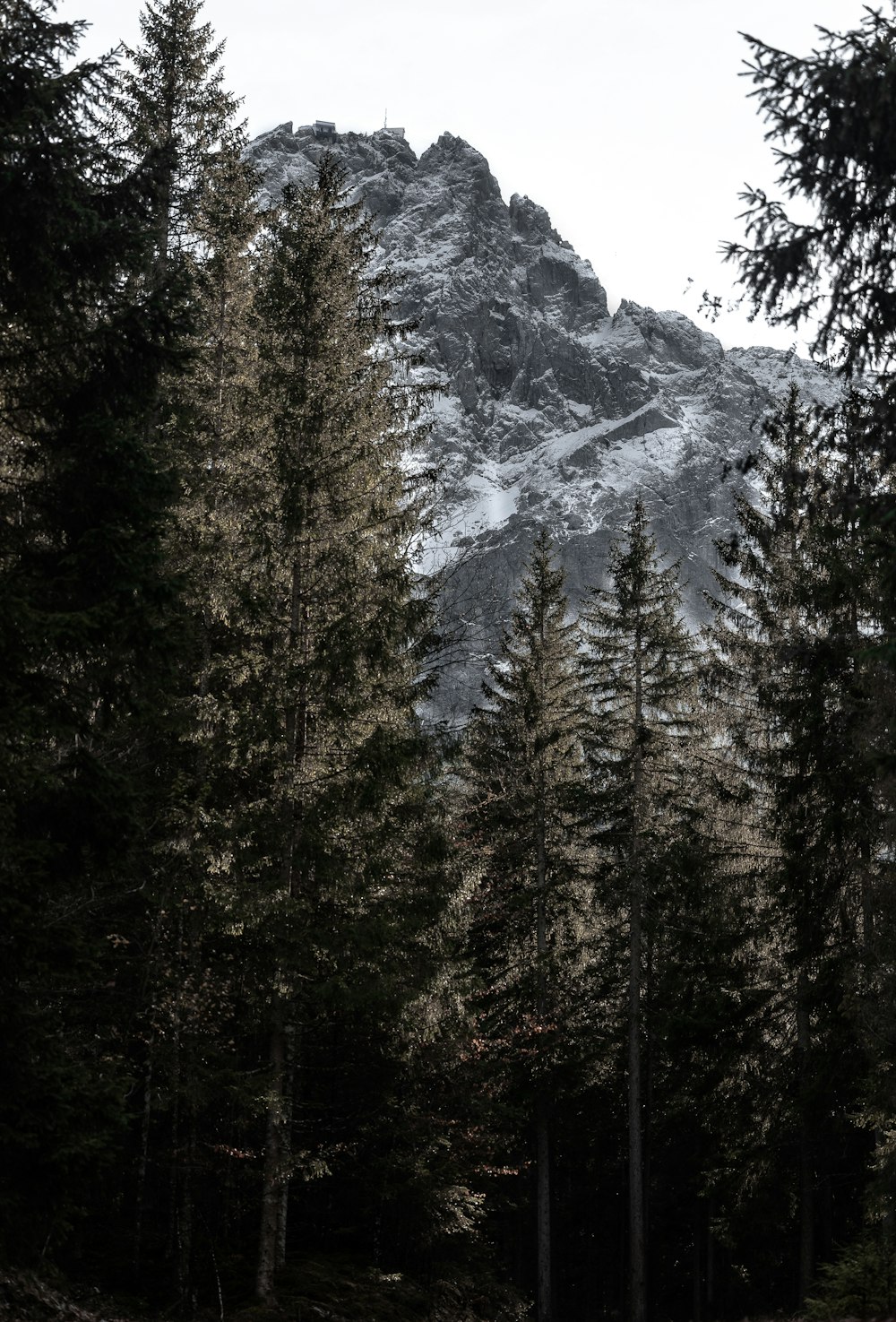 Una montaña nevada con árboles