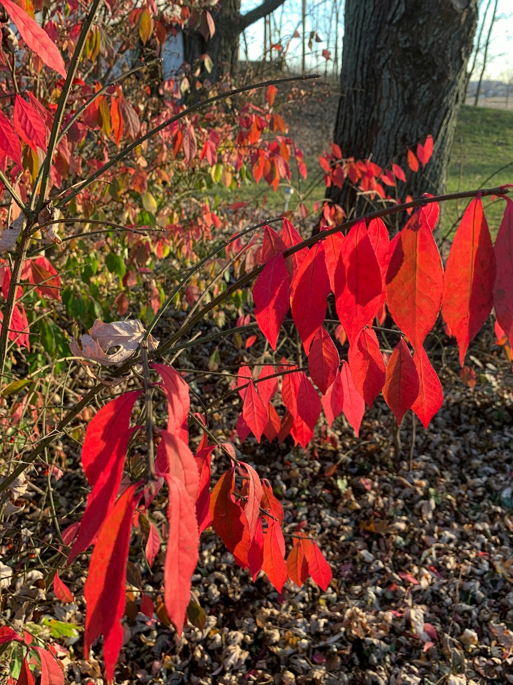 a close-up of some leaves