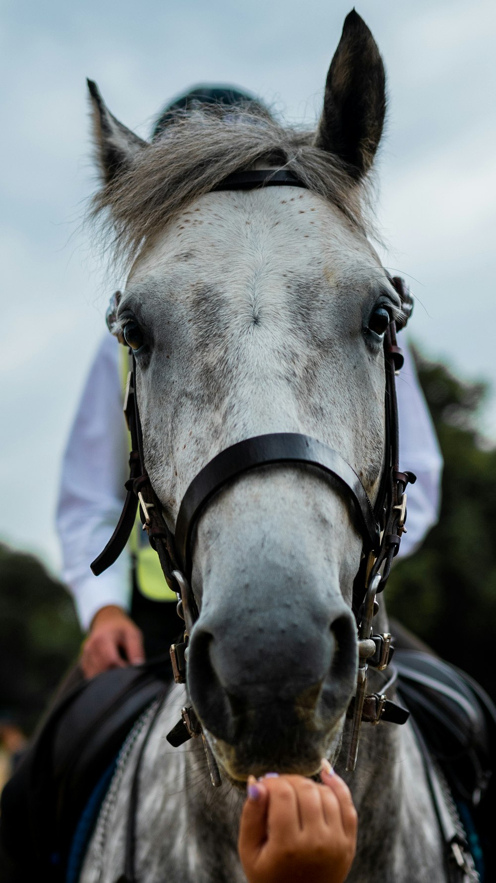 a horse with its tongue out