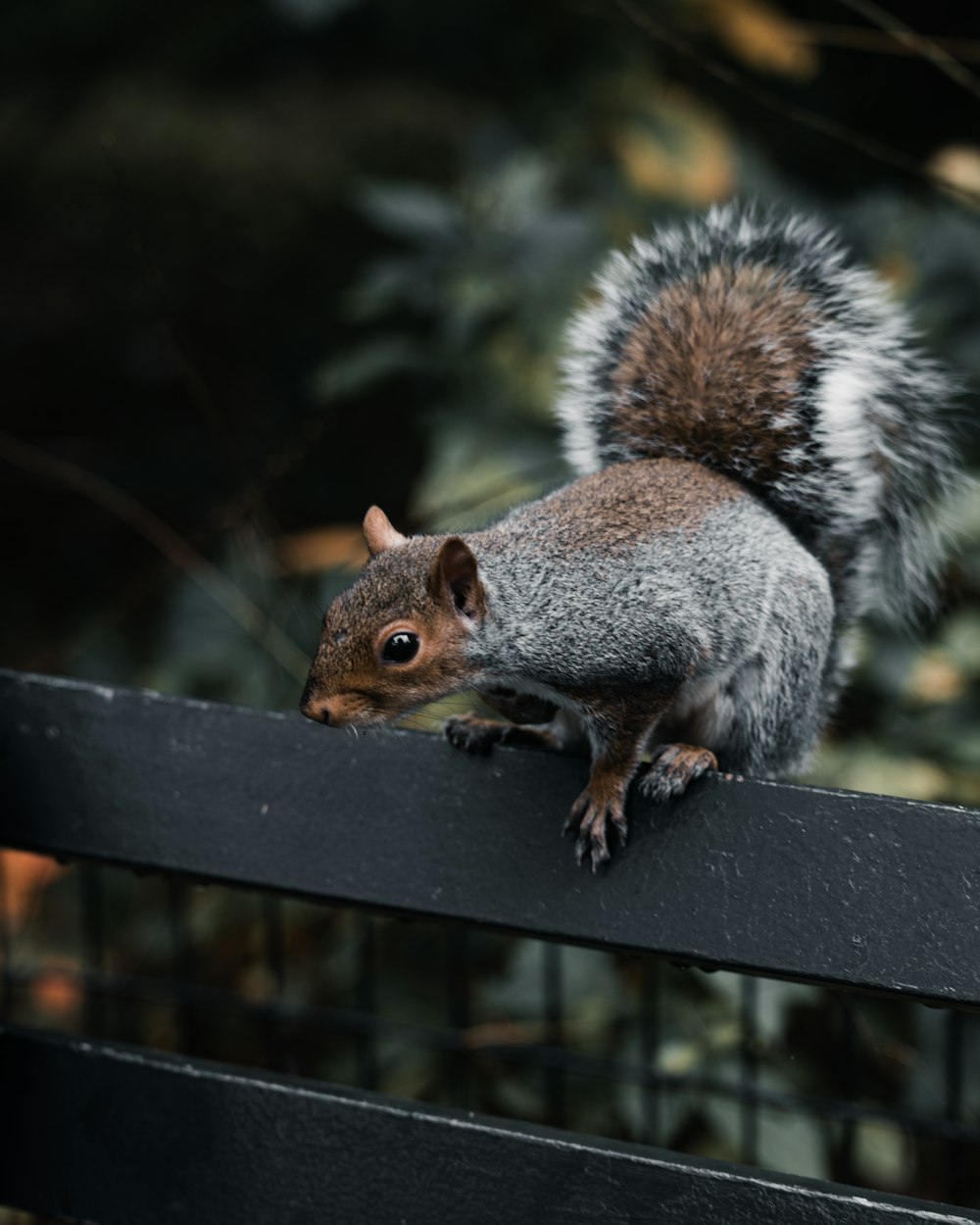 a squirrel on a railing