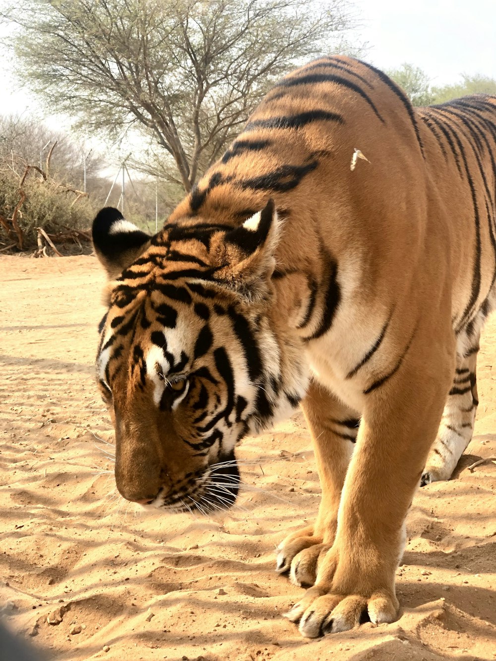 a tiger walking on dirt