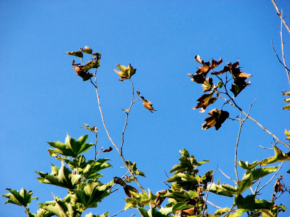 a group of birds flying in the sky