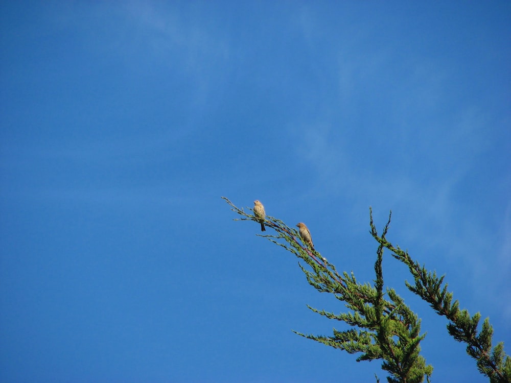 birds on a tree