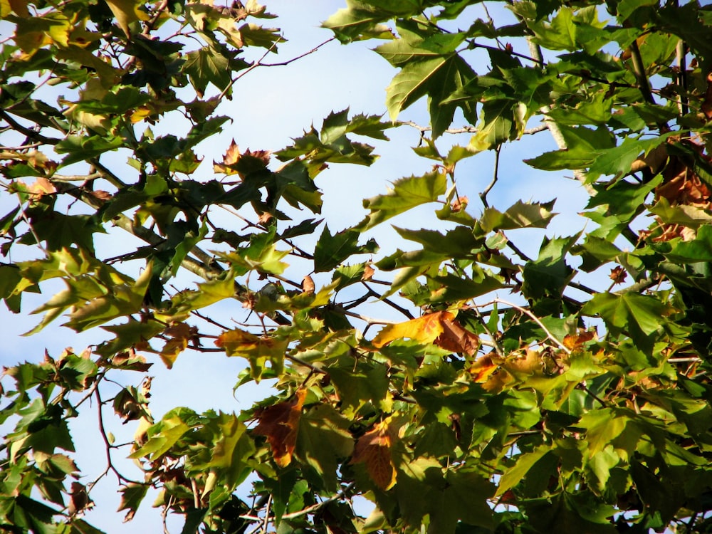 a tree with leaves