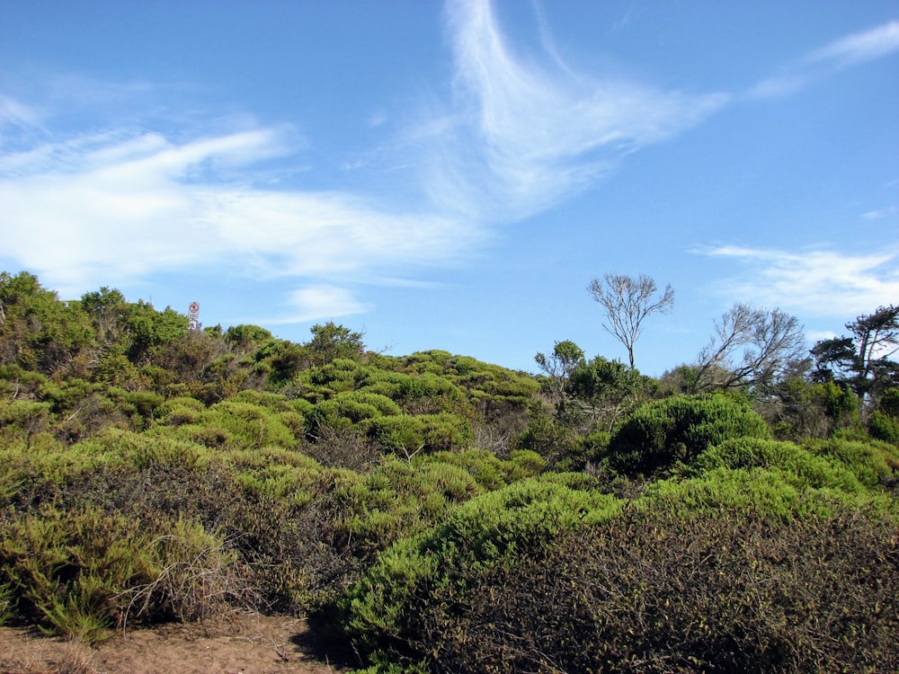 a hill with trees and bushes