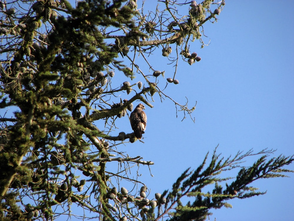 a bird perched on a tree