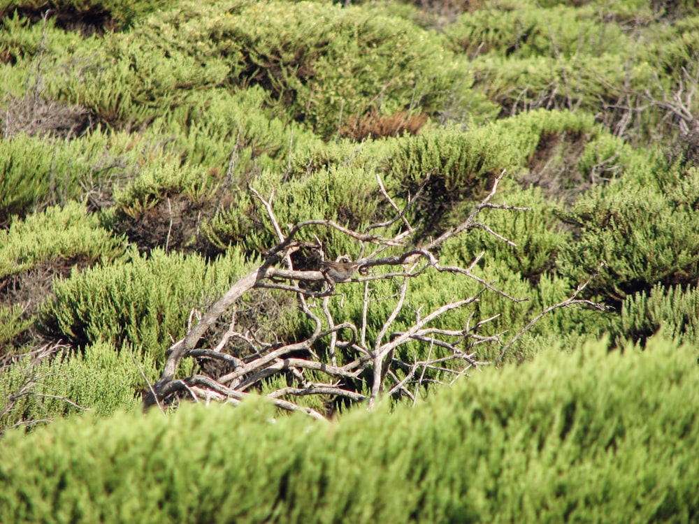 a tree branch in a grassy area