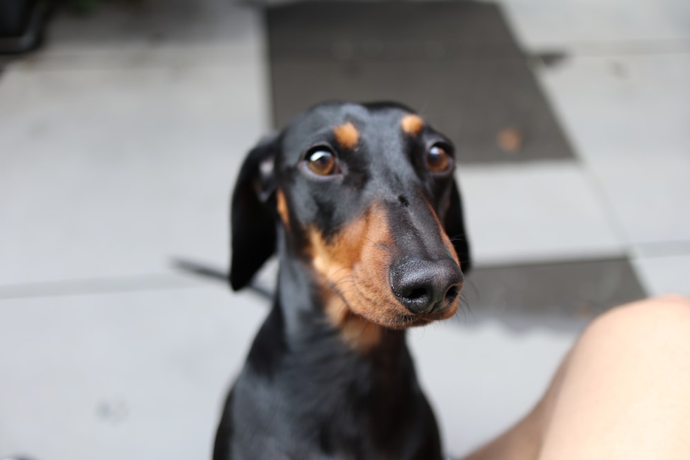 a dog looking up