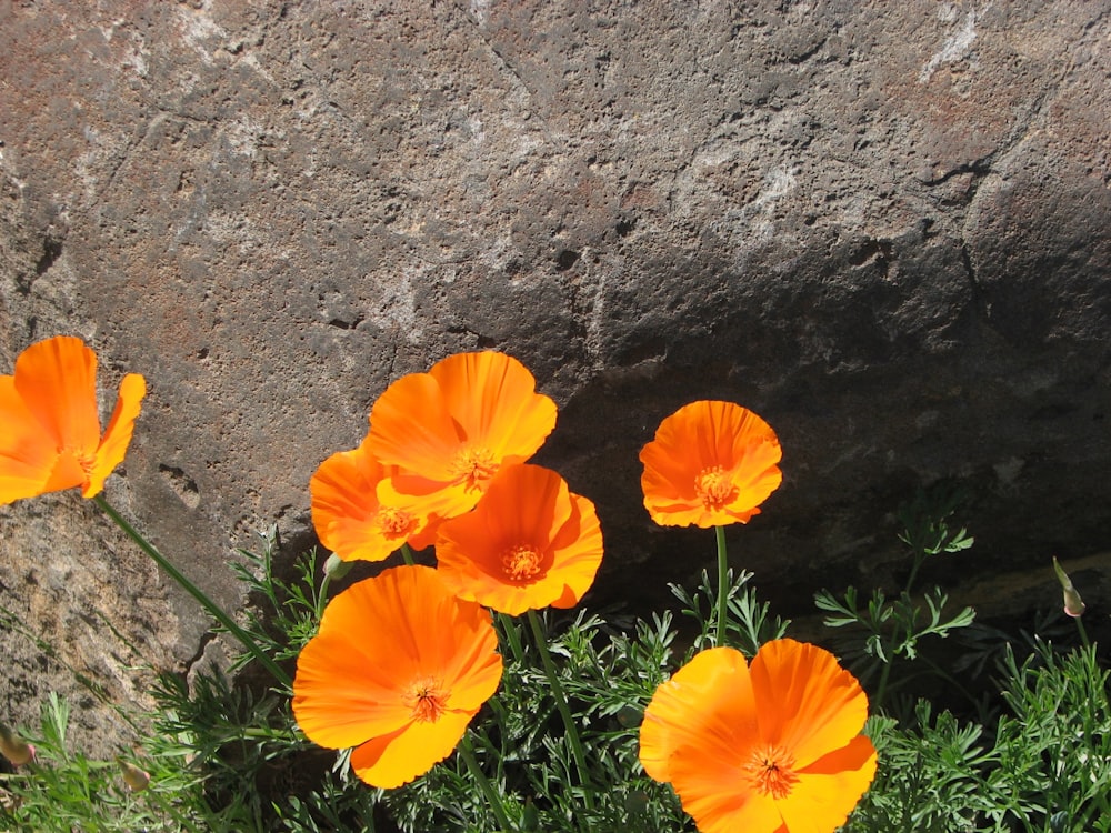 a group of orange flowers