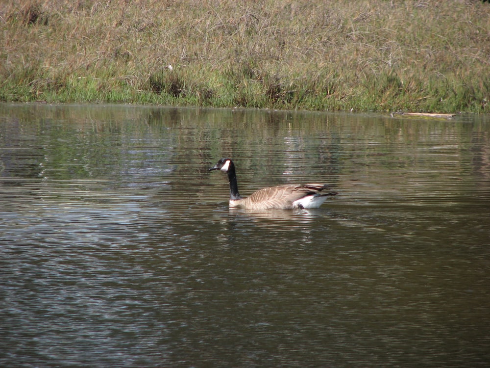 a couple of geese swimming in a lake