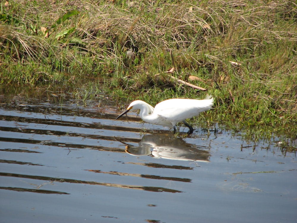a white bird standing in water