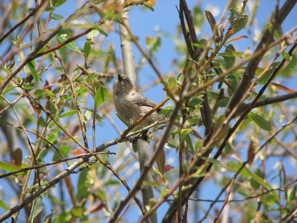 a bird sitting on a tree branch