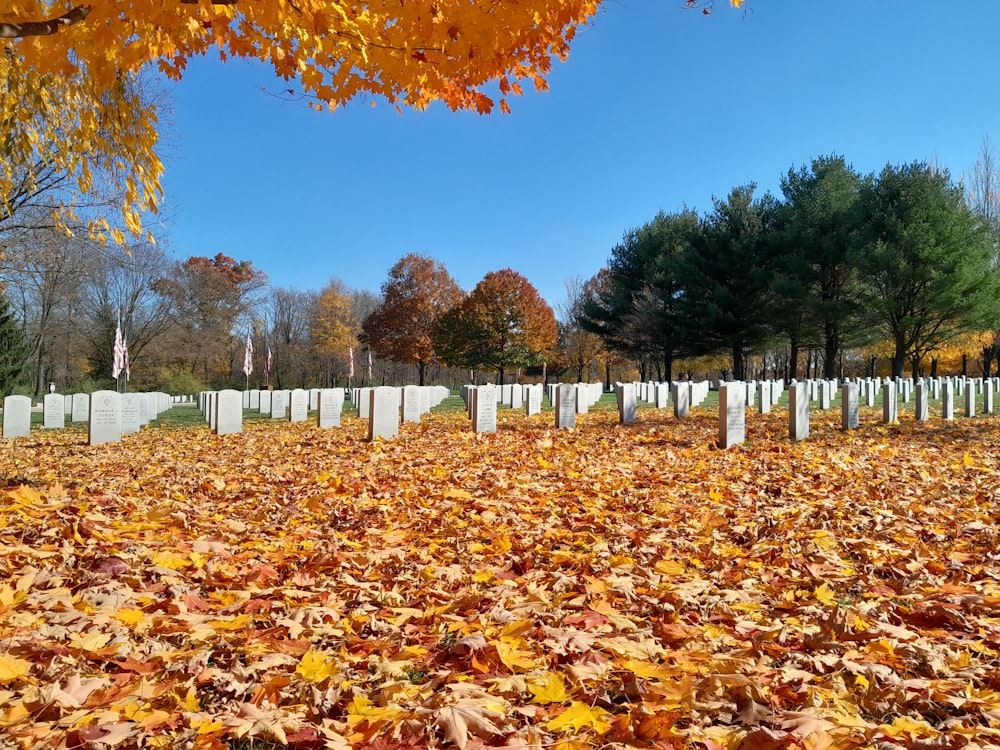 Un cementerio con hojas caídas