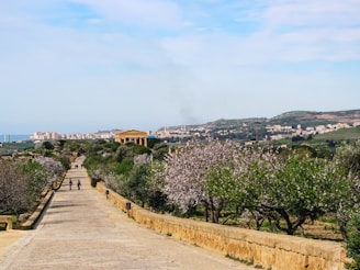 a path with trees and bushes on the side