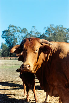 a cow and its calf