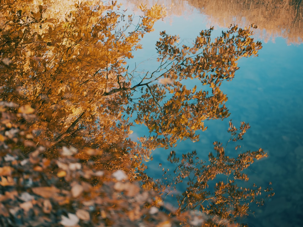 a tree with yellow leaves