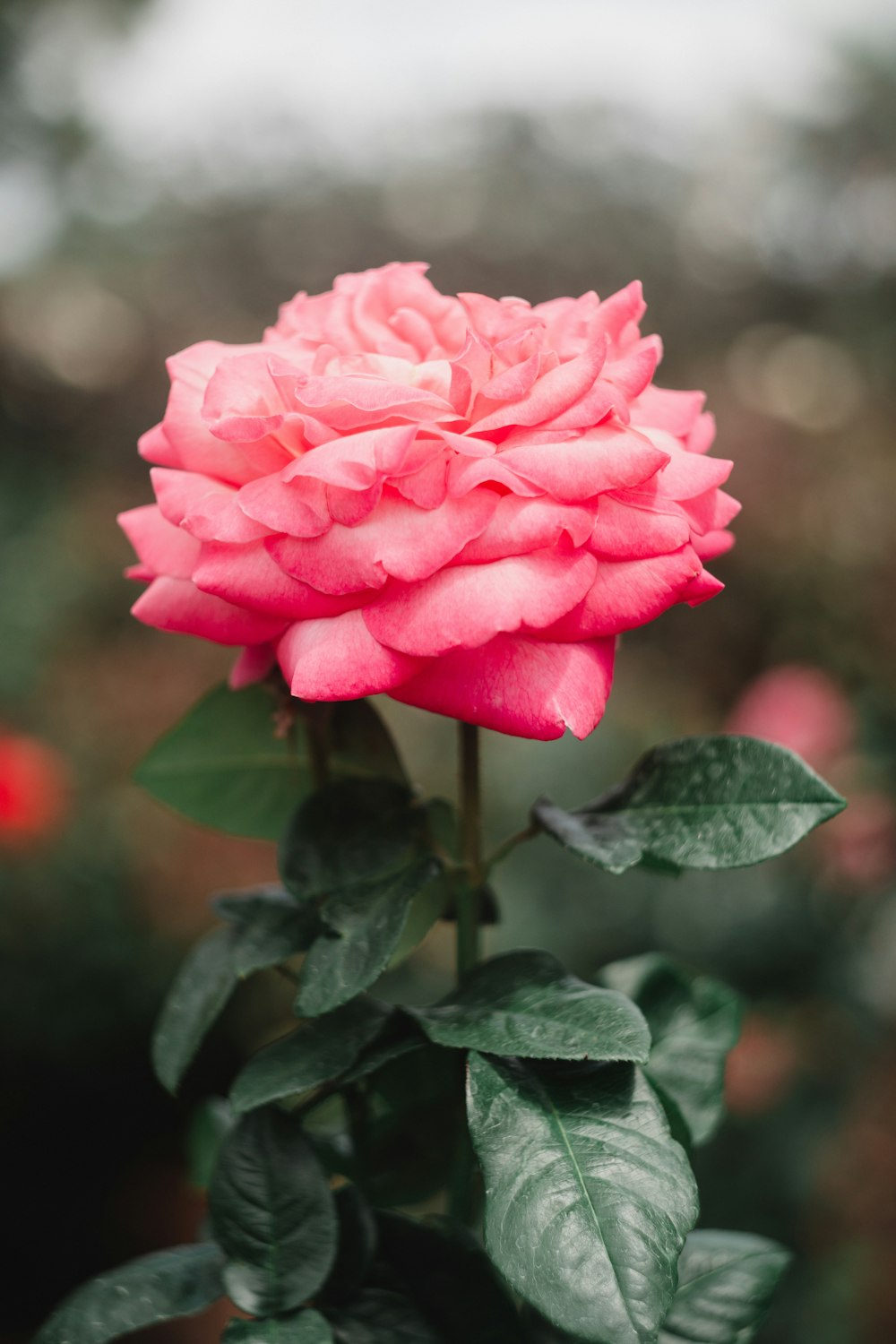 a pink rose with green leaves