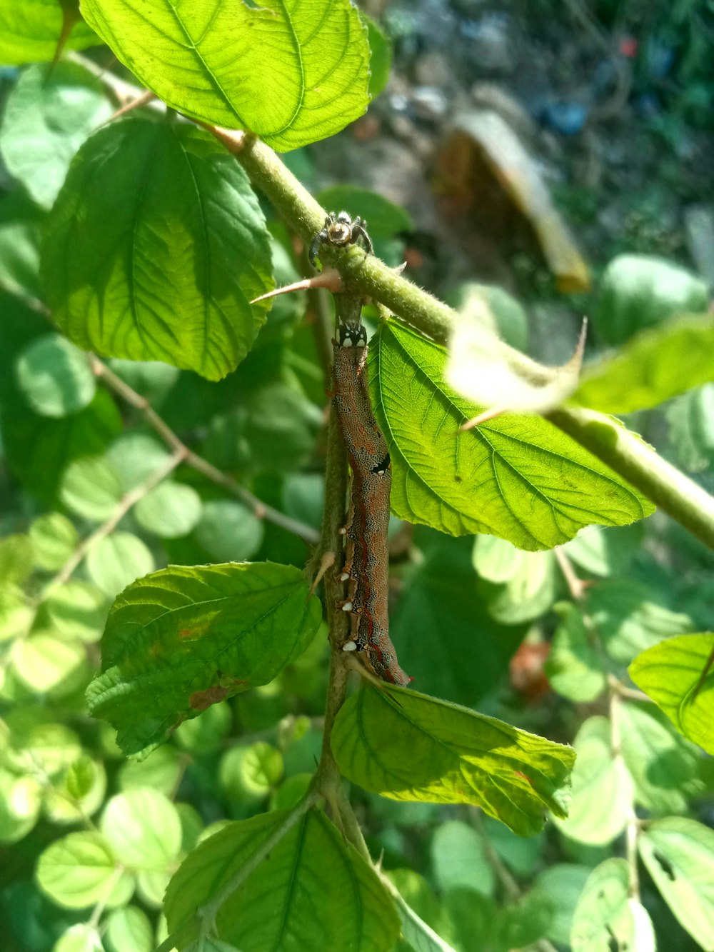 a close up of a bug on a leaf