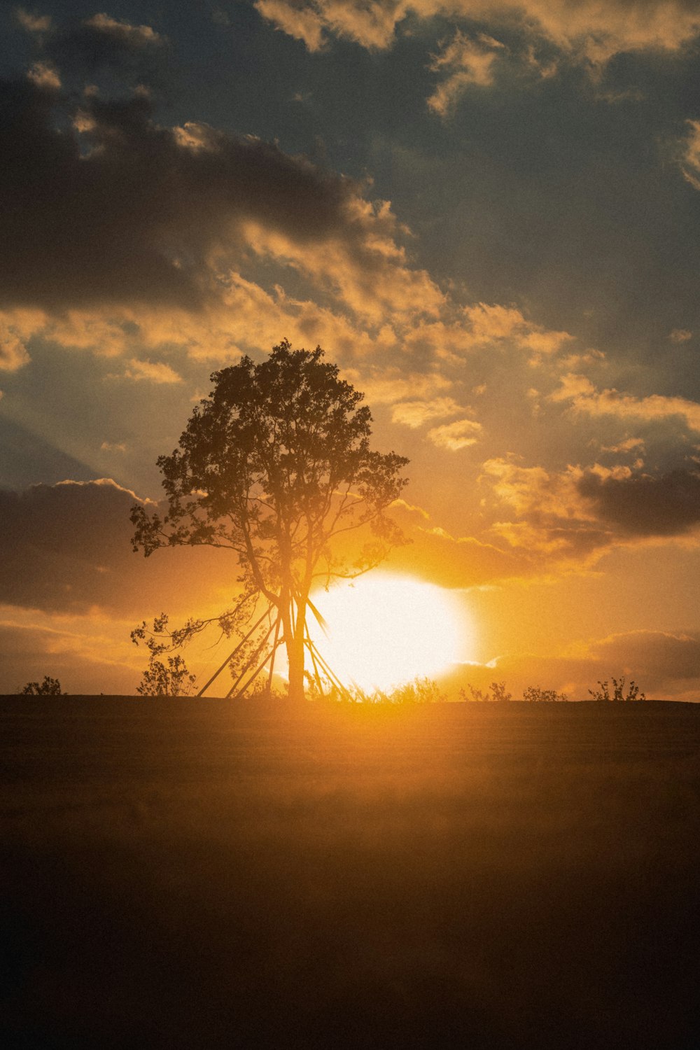 a tree in a field