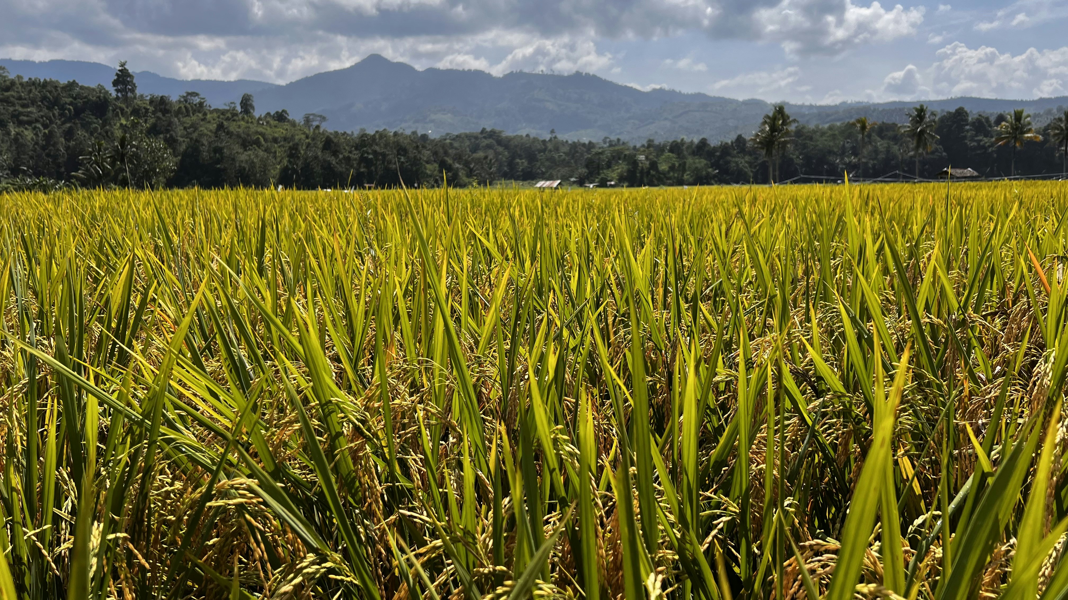 Ladang rumput hijau