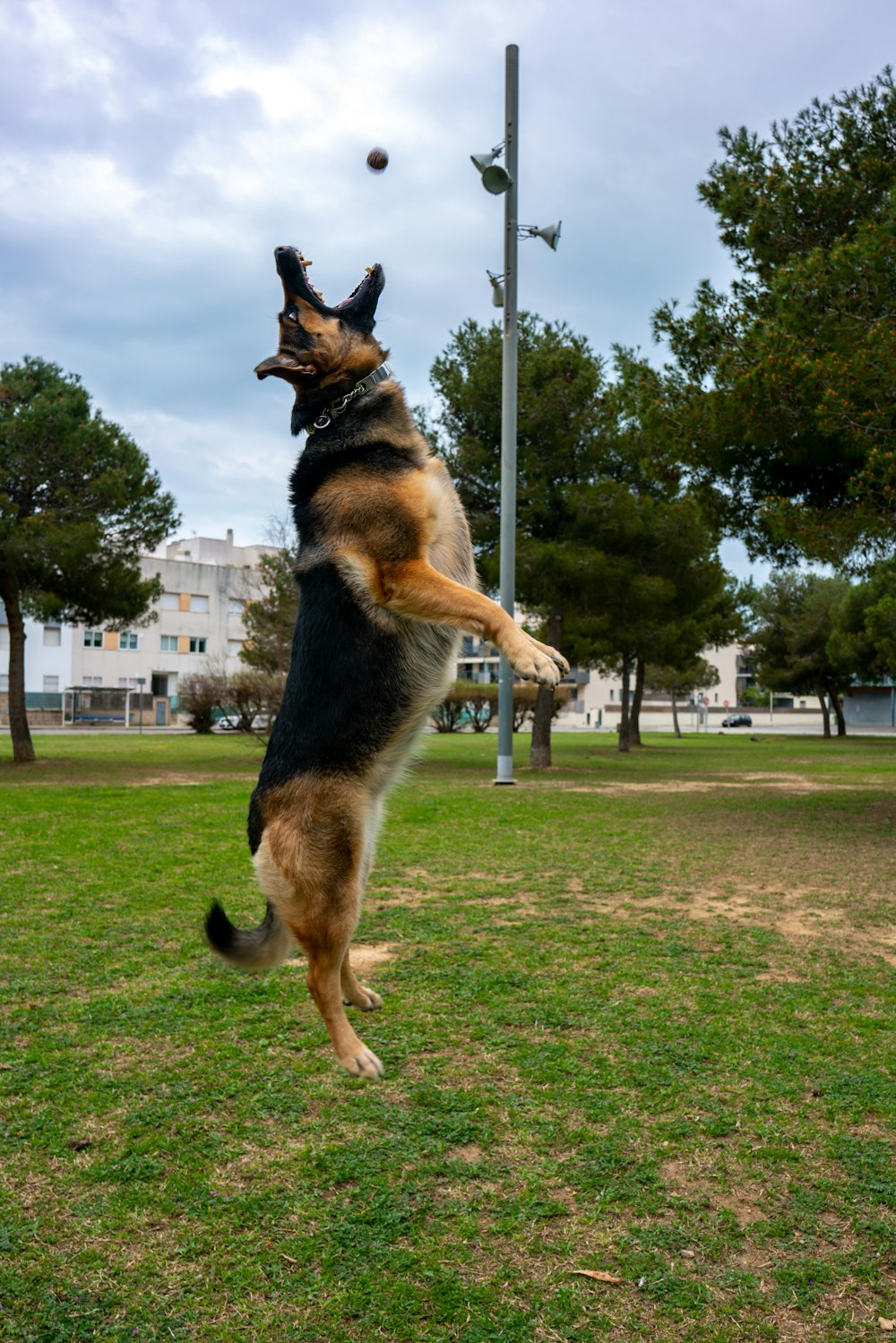 a dog jumping in the air