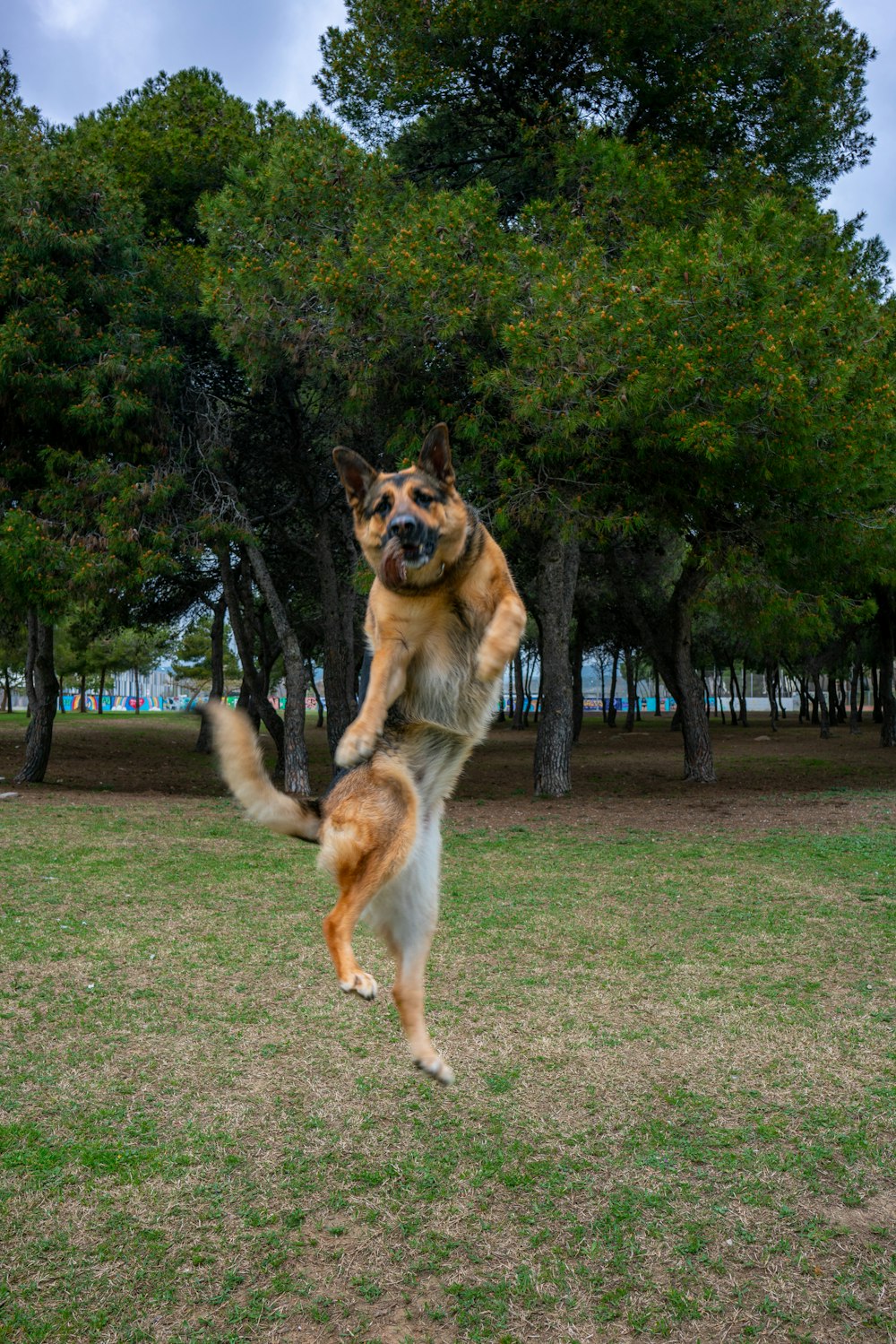 a dog jumping in the air