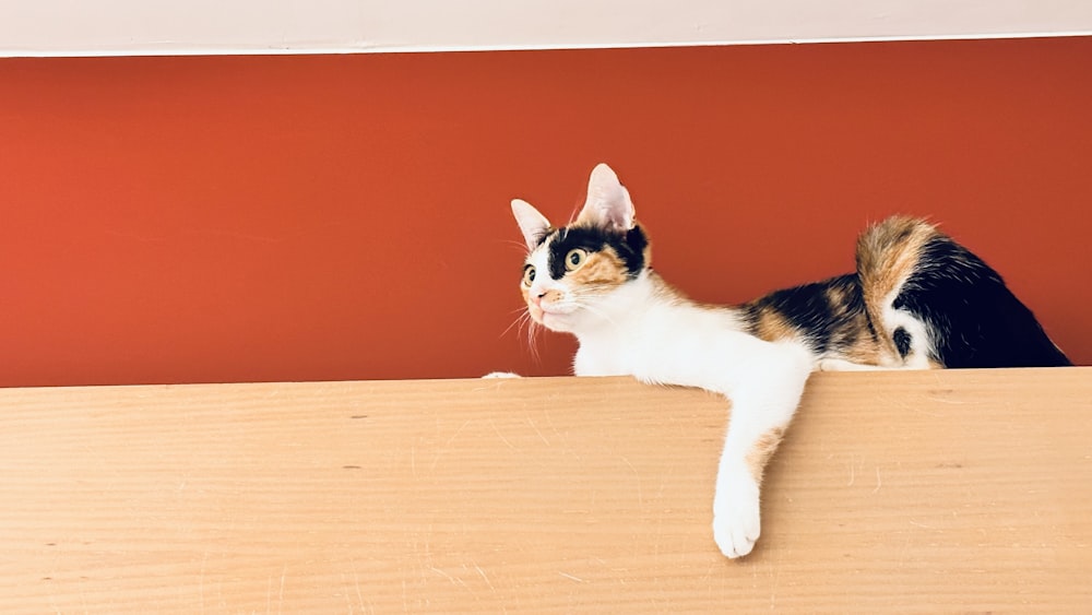 a cat walking on a wood floor