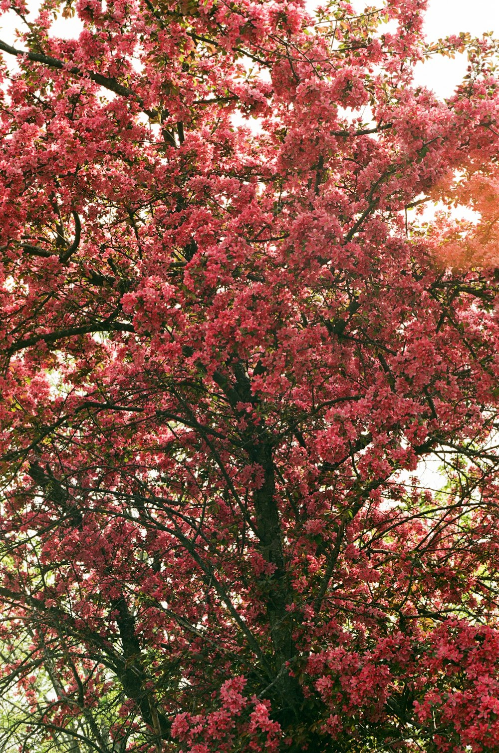 Ein Baum mit roten Blättern