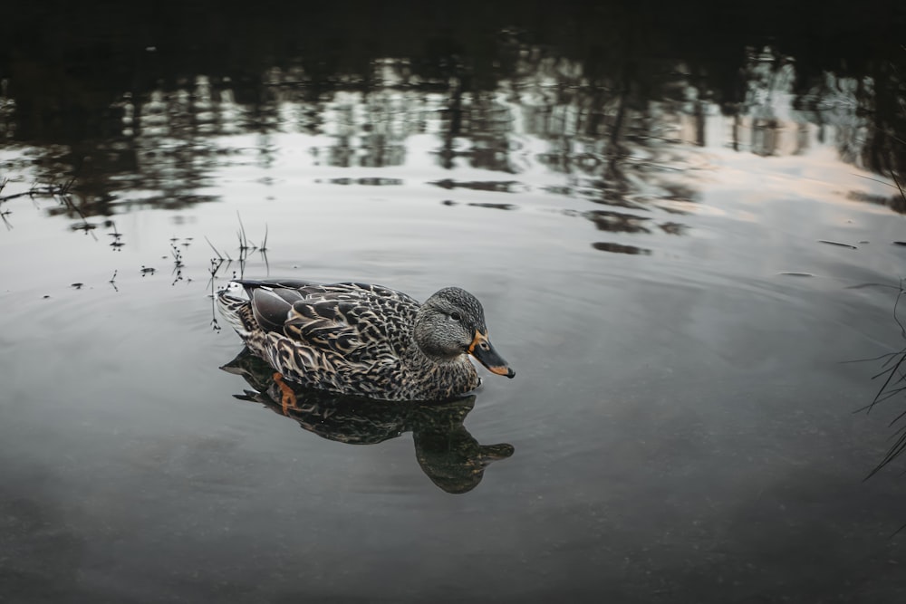 a duck swimming in water