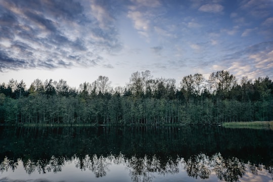 A serene landscape featuring a calm river reflecting a line of tall, dense trees. The sky above is partly cloudy with soft shades of blue and gray, creating a harmonious balance between the forest and the sky. The scene conveys a sense of tranquility and natural beauty.