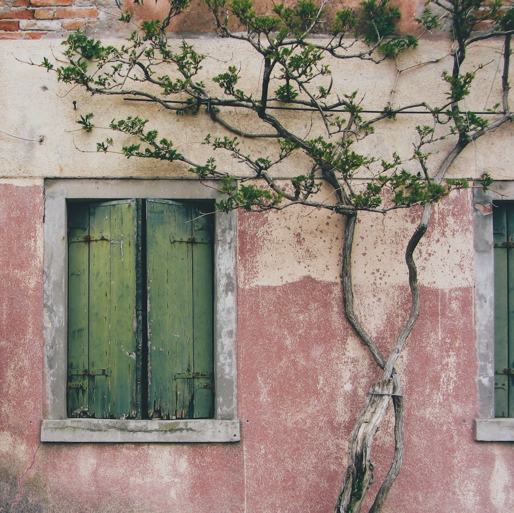 a window with a green door and a tree branch on the side