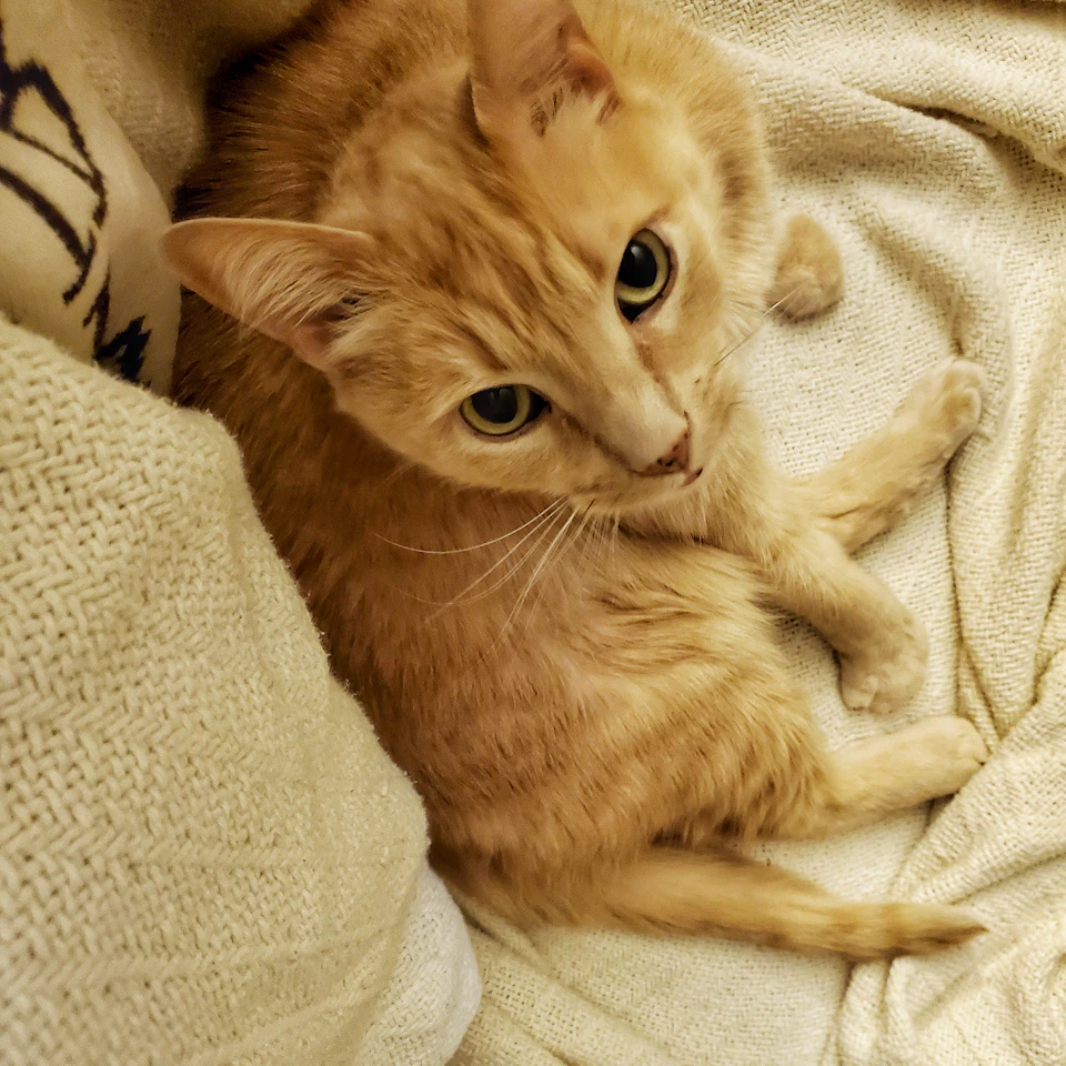 A ginger cat is comfortably sprawled out on a beige blanket, its body relaxed and stretched out with its legs spread wide apart. The cat's head is tilted slightly to the left, giving it an endearing expression. A white pillow can be seen in the background, adding a cozy touch to the scene.