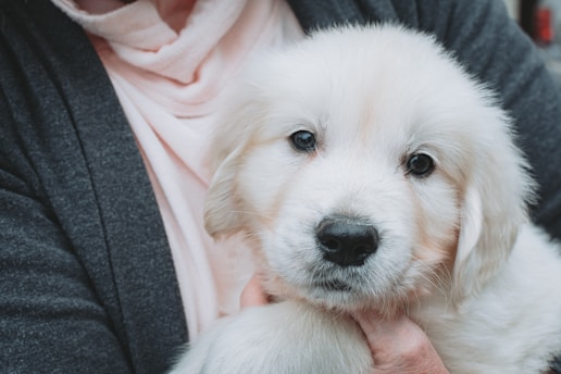 a person holding a puppy