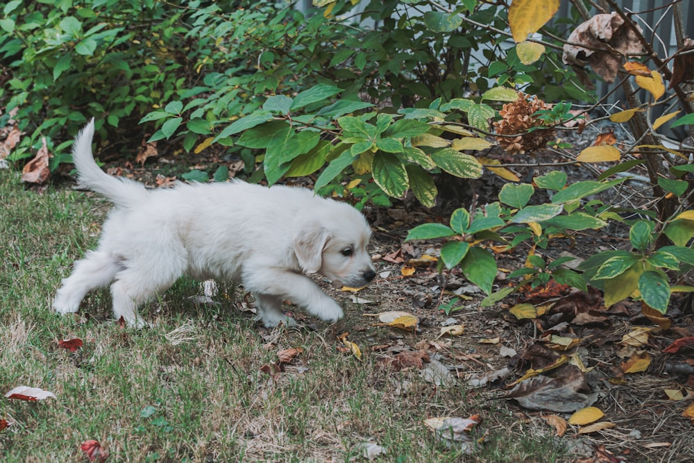 a white dog in the grass