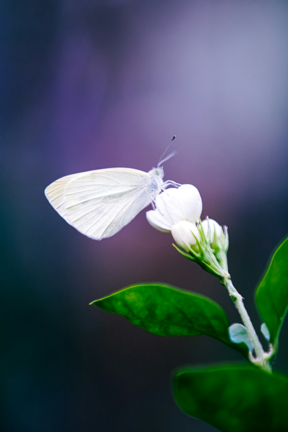 a white butterfly on a flower