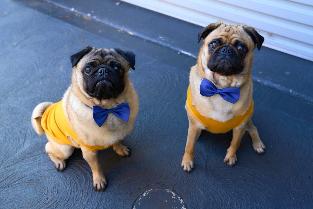 two dogs wearing vests