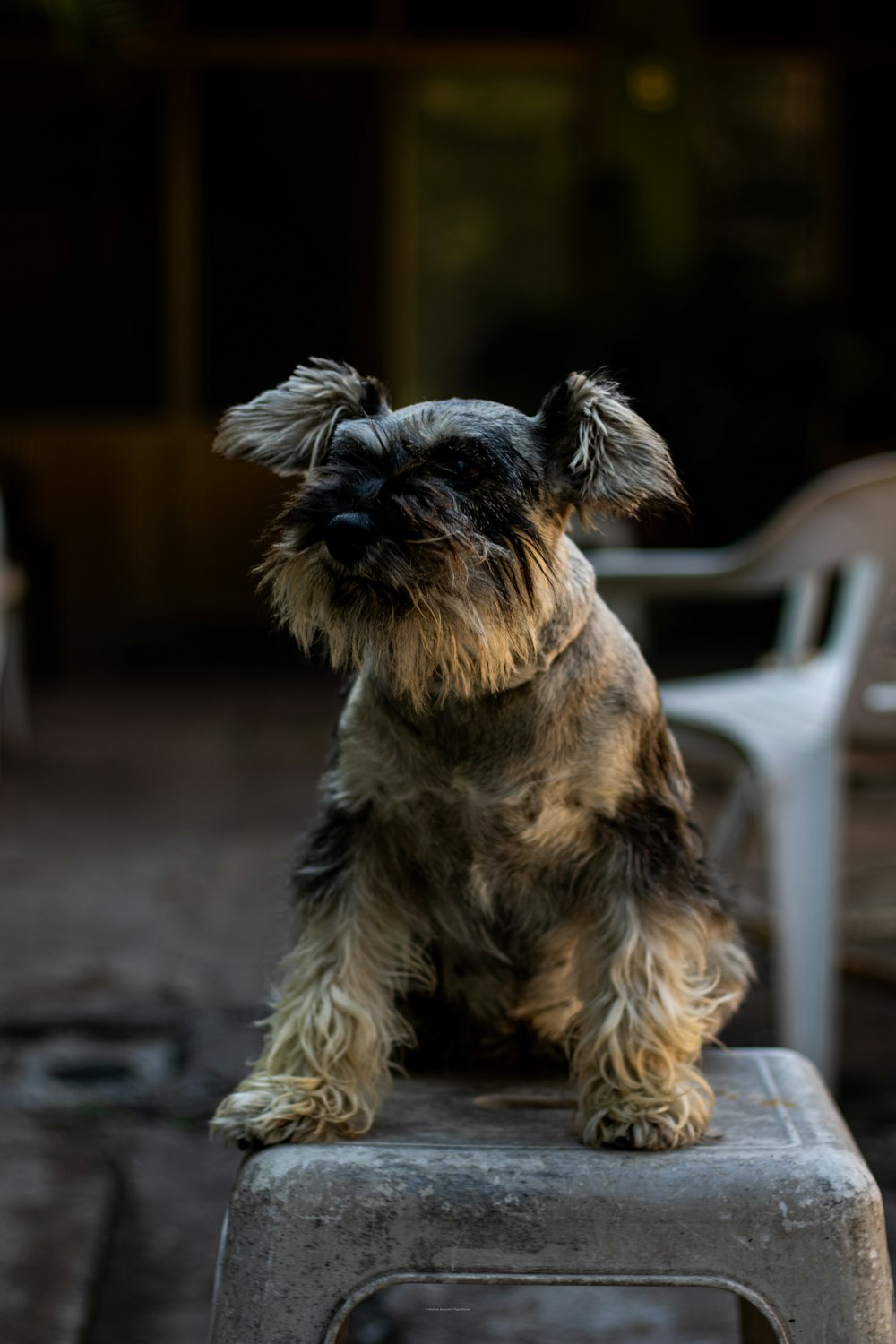 a dog sitting on a chair