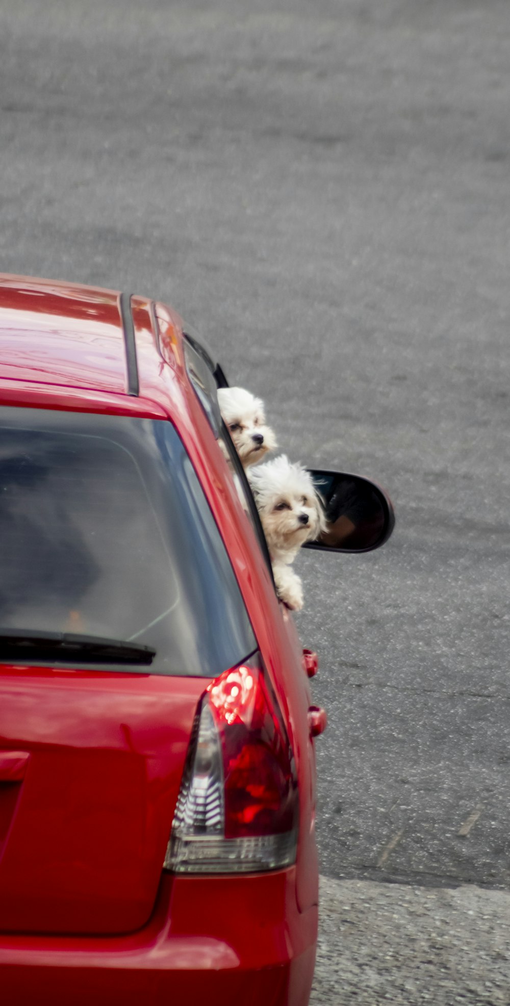 a dog sitting on the hood of a car