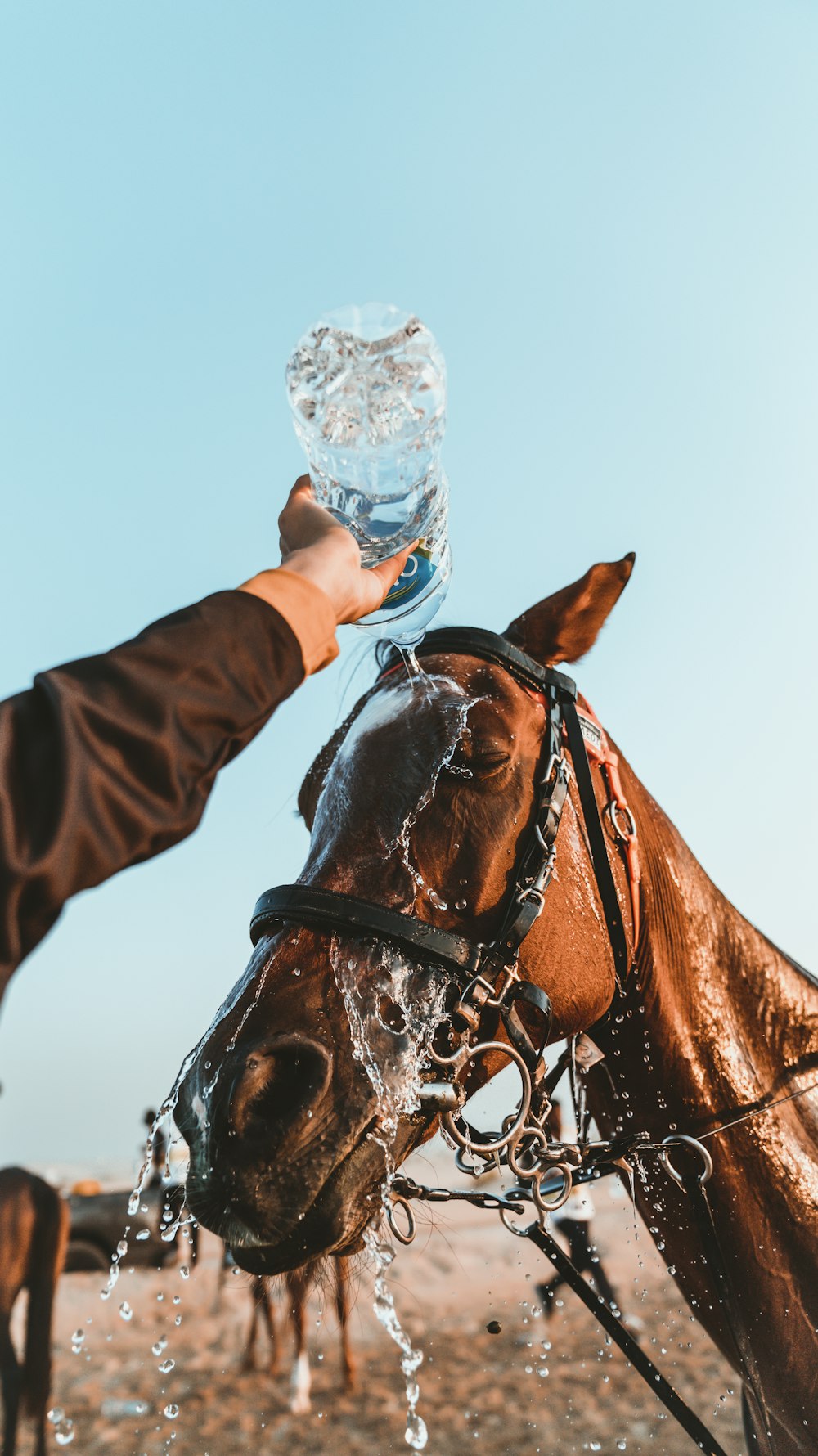 a person holding a bottle of water on a horse