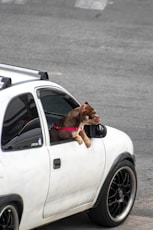 a cat sitting on the hood of a car