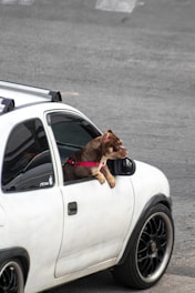 a cat sitting on the hood of a car