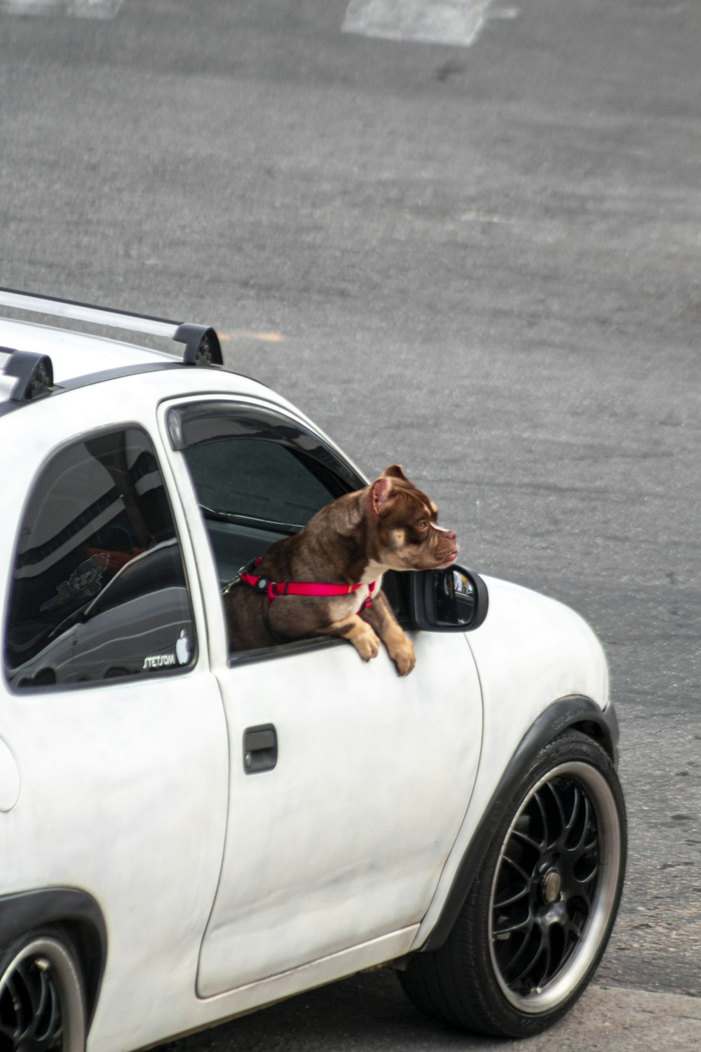 a cat sitting on the hood of a car