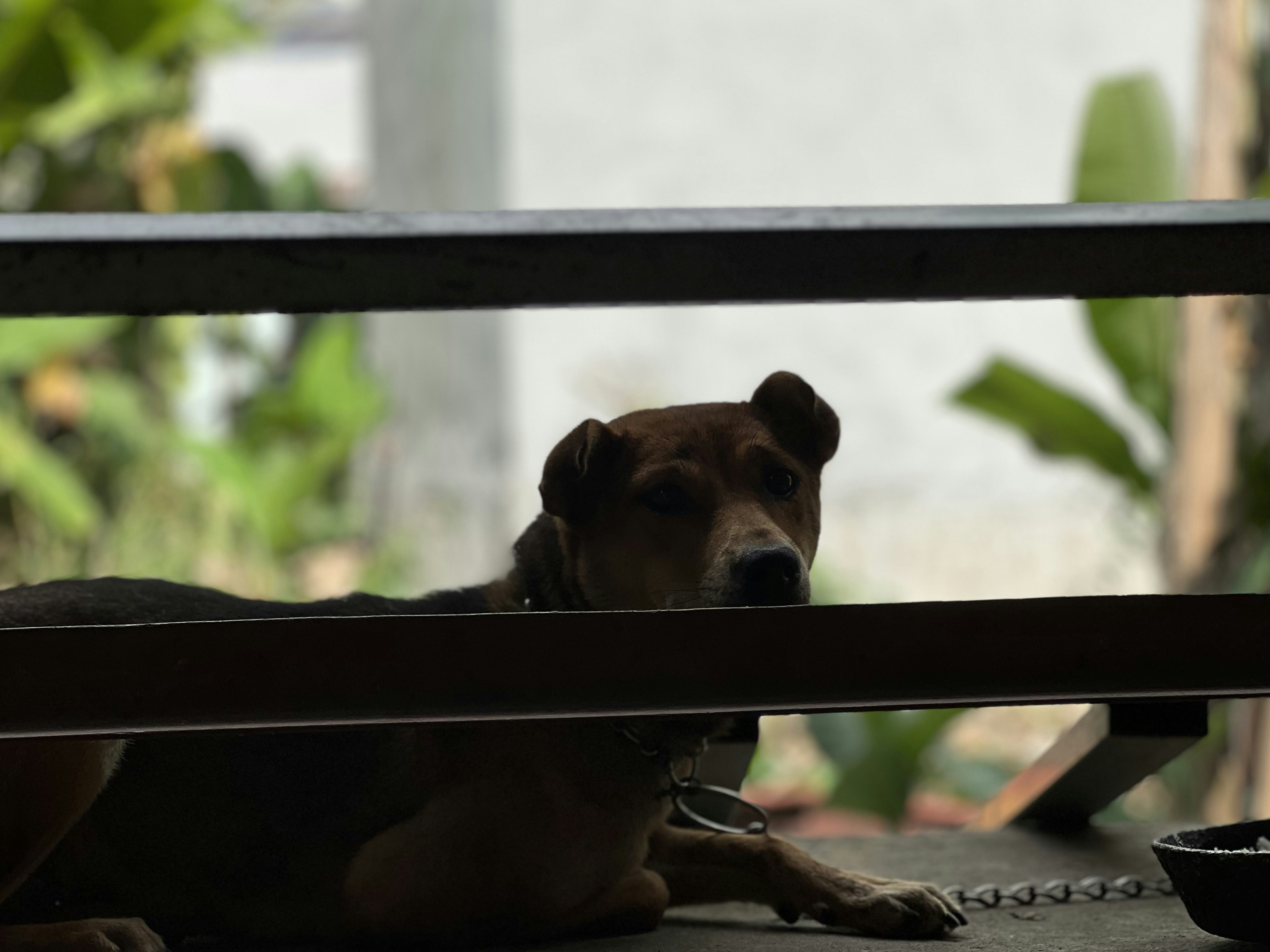 How to Safely Support Zoomie Bursts