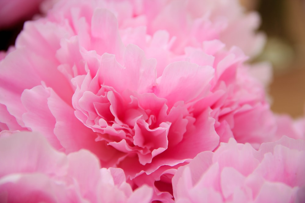 a close up of a flower