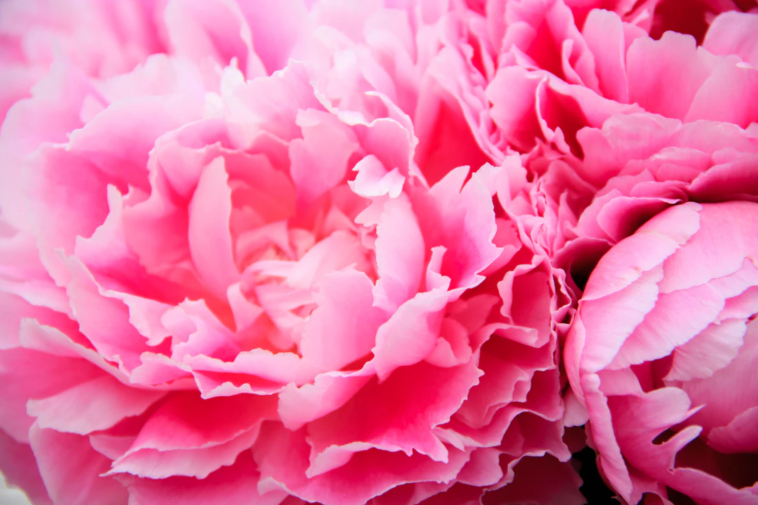Close up of full pink peony blooms