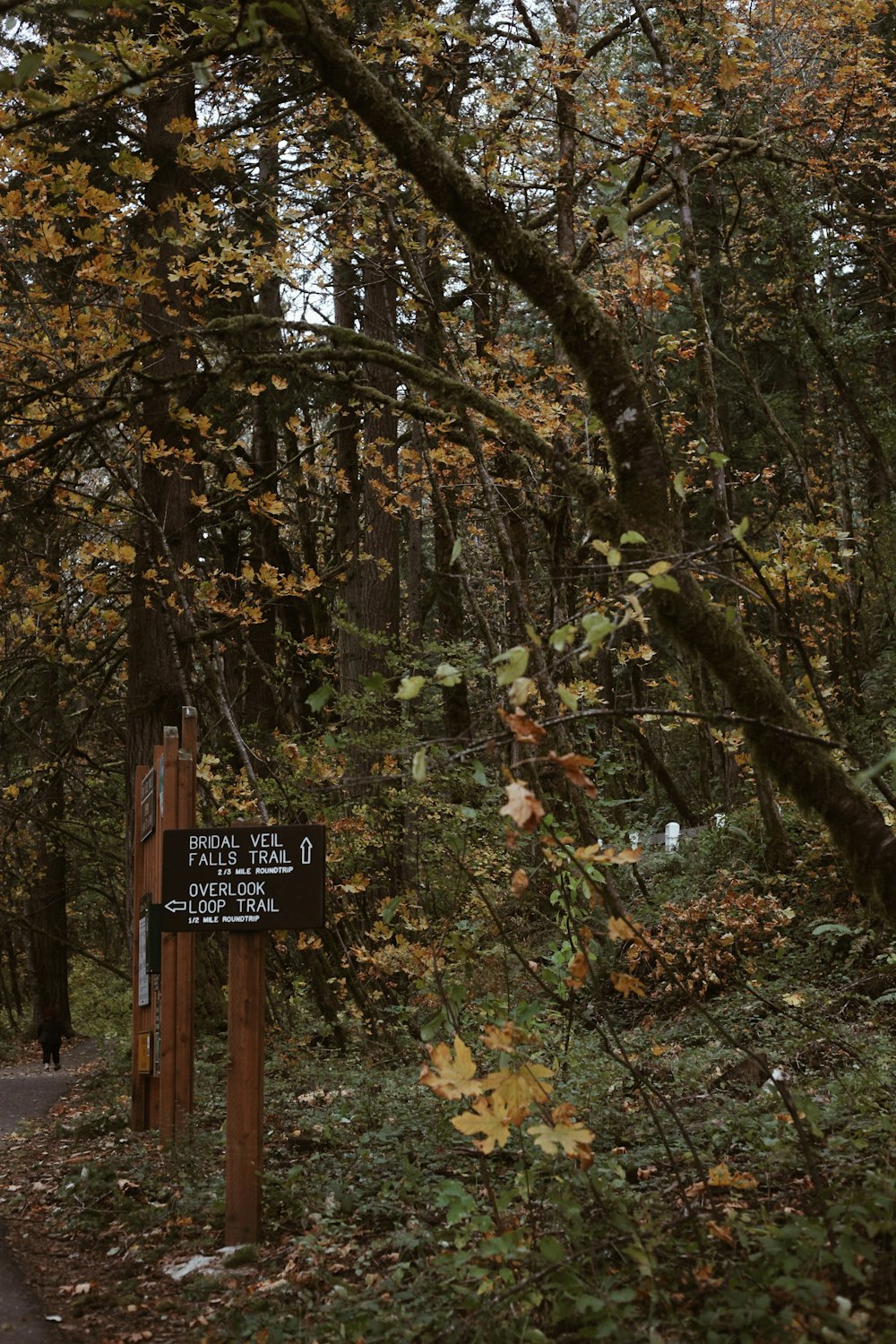 Un panneau dans les bois