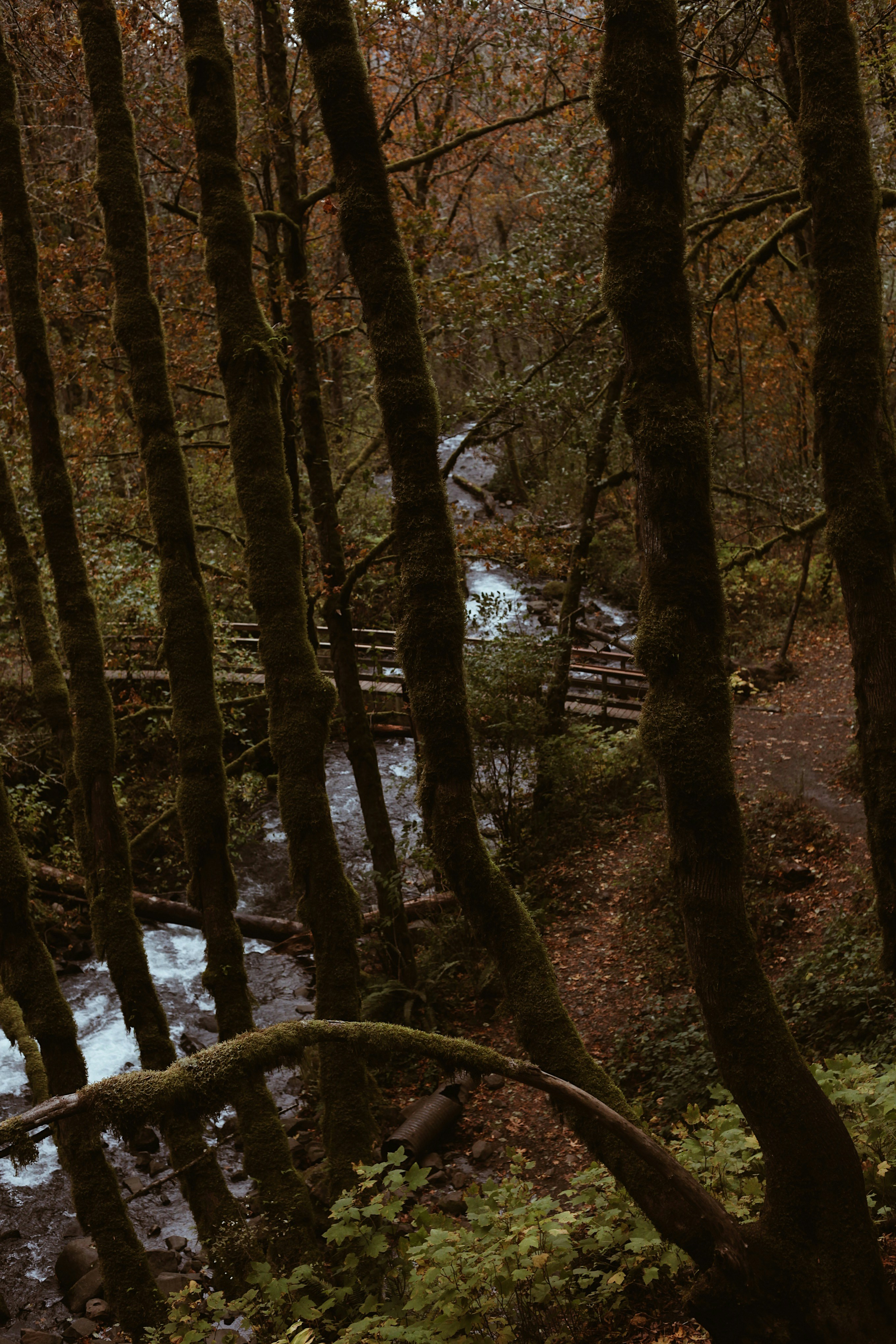 Photo by earthtokarly